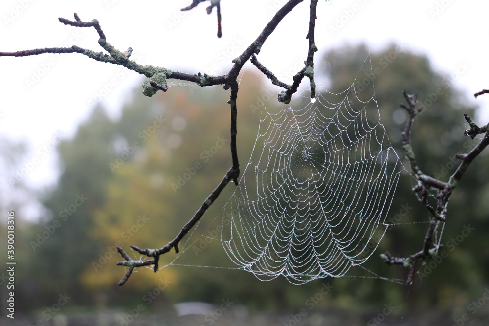 Spider web between thin tree branches covered in morning dew