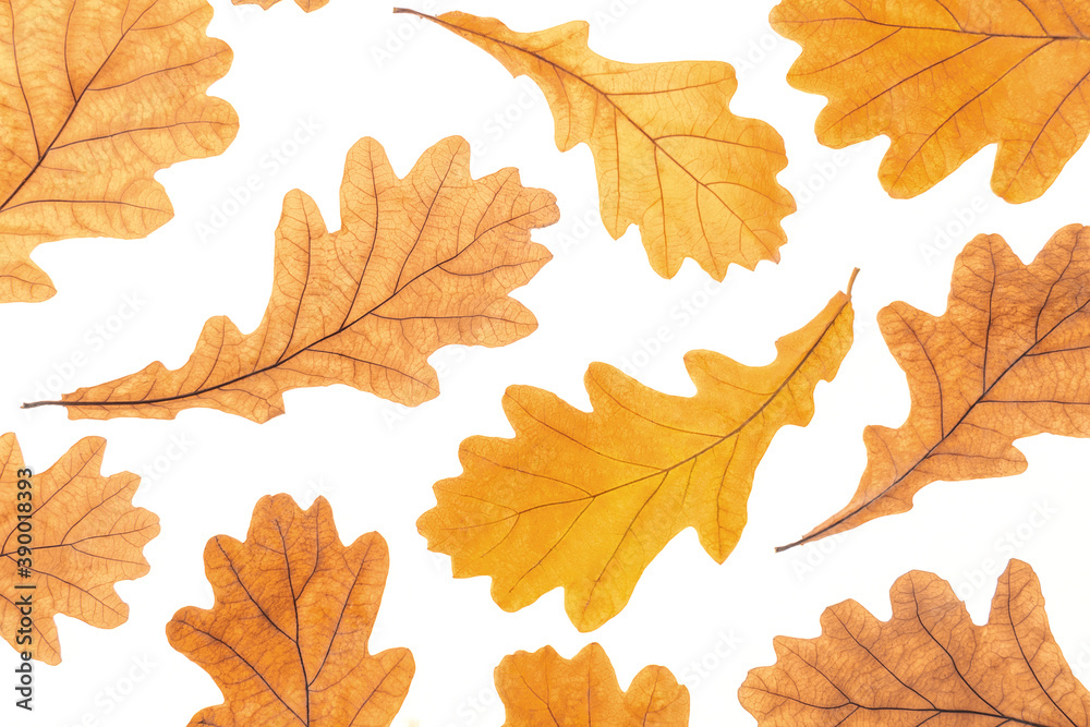 Obraz premium Autumn yellow oak leaves on white background, fall wallpaper. Top view Flat lay