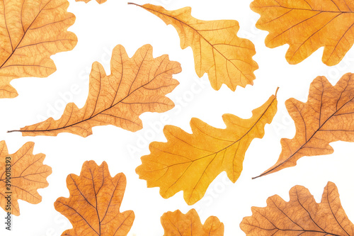 Autumn yellow oak leaves on white background, fall wallpaper. Top view Flat lay