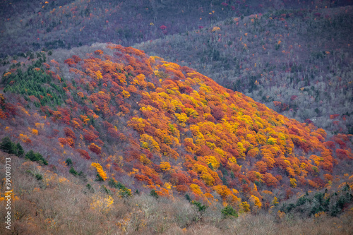 Panoramic view of Catskills mountains at fall from above © PhotoSpirit