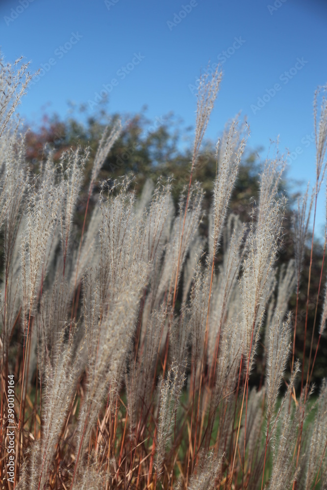 Fototapeta premium grass in the wind