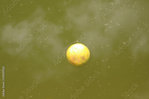 yellow orange fruit floating in dirty green water © Domingo