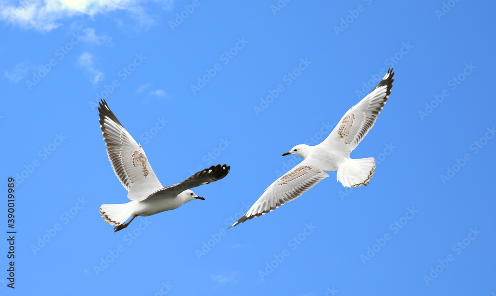 Obraz premium White sea gulls flying in the blue sunny sky 