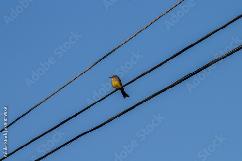 House Sparrow standing on cables.