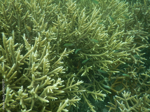 coral