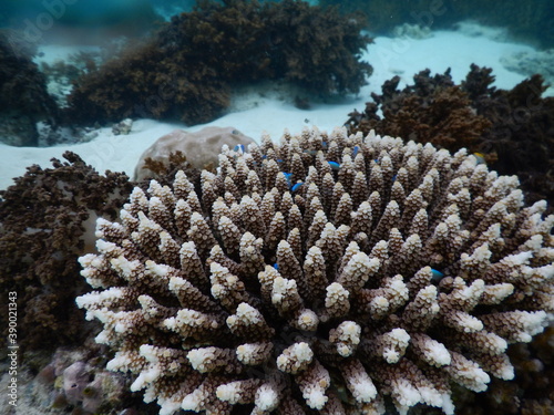 coral
