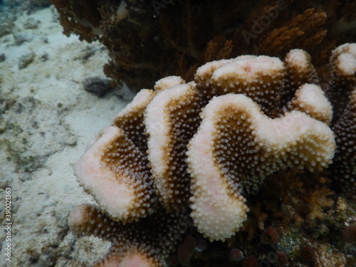 coral