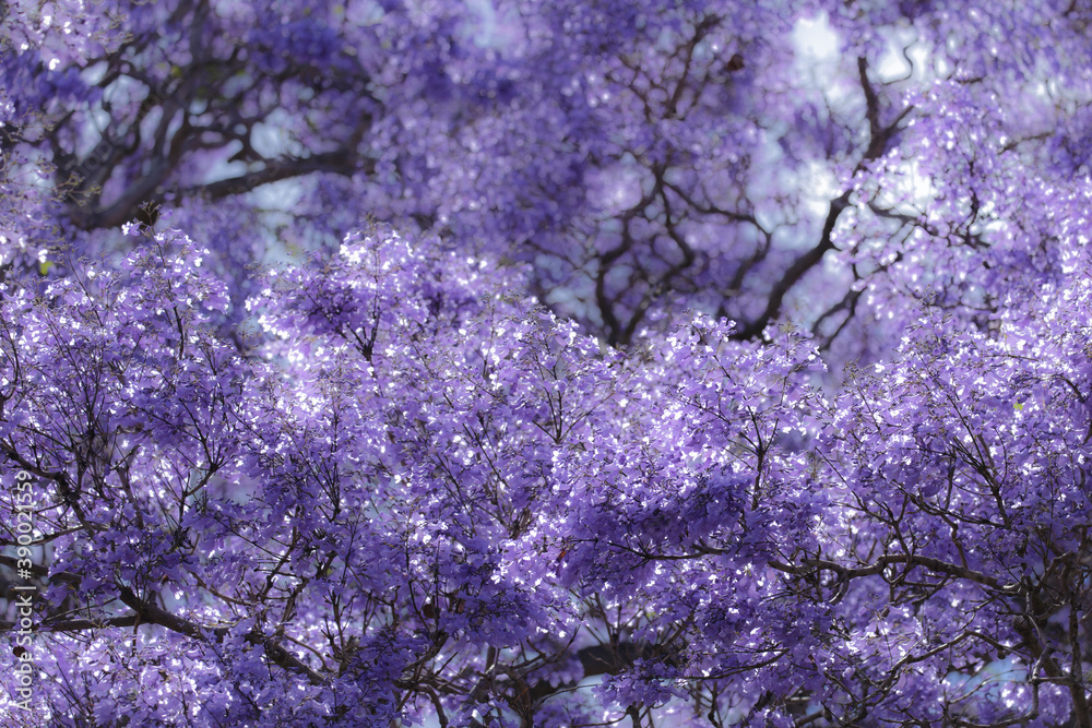 Purple jacaranda flowers are in full blossom. Purple jacaranda flowers are in full blossom.
