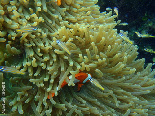 Nemo in the coral