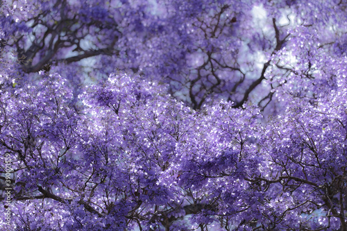 Photography Purple jacaranda flowers are in full blossom.