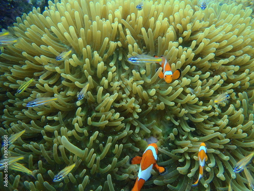 coral and nemo