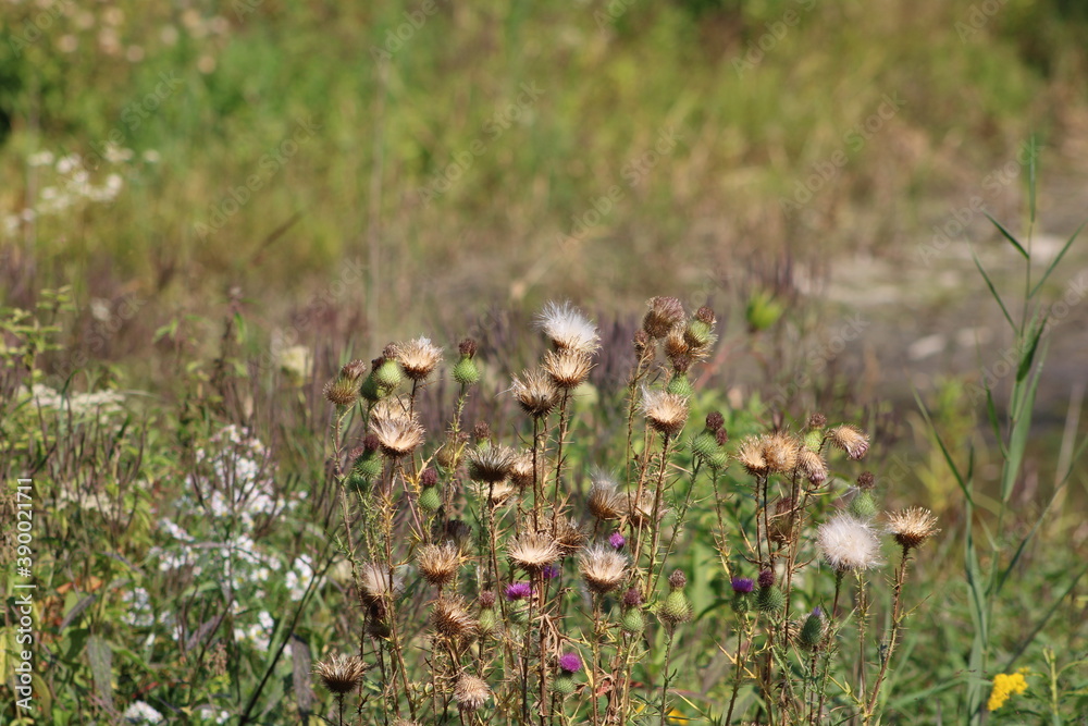 autumn weeds autumn weeds