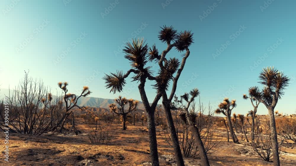 Mojave Desert landscape scorched in the Bobcat wildfire in Southern California Mojave Desert landscape scorched in the Bobcat wildfire in Southern California