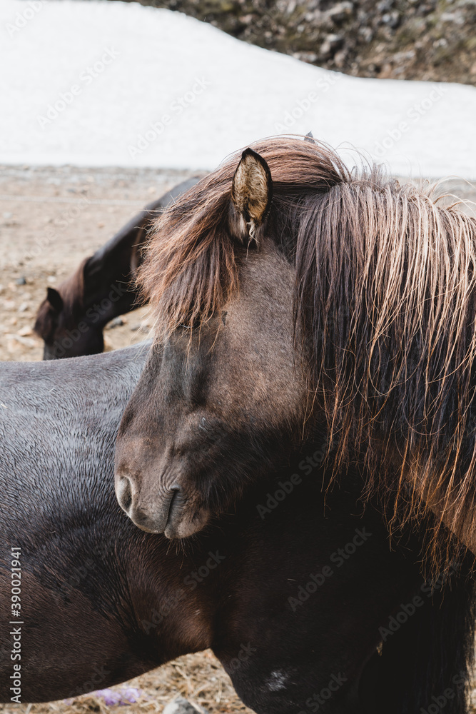 Fototapeta premium Iceland Landscape. Highlands in Summer.