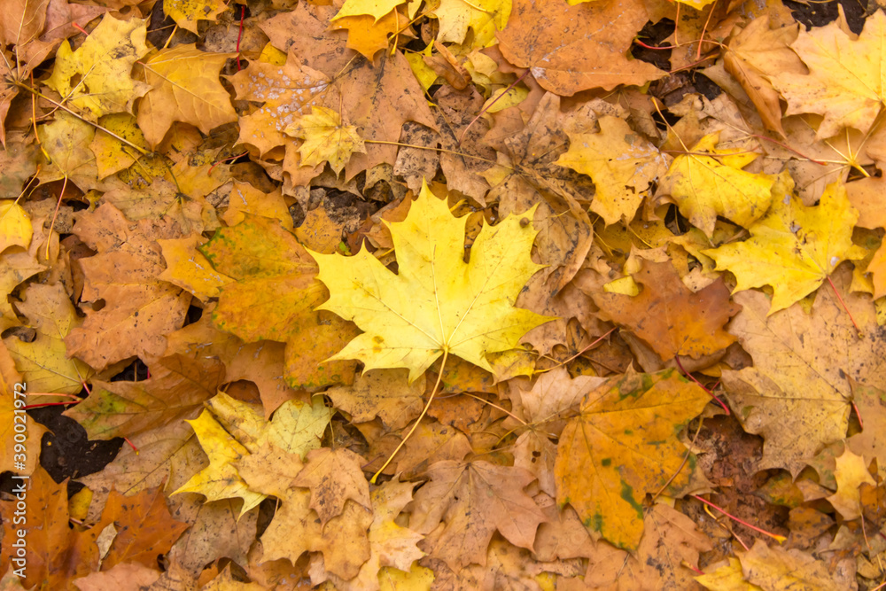 Fototapeta premium autumn leaves background