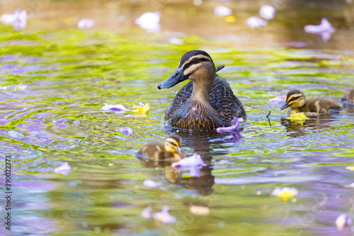 Фотография Duck and ducklings in the pond with jacaranda flower petals.