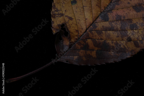 leaf