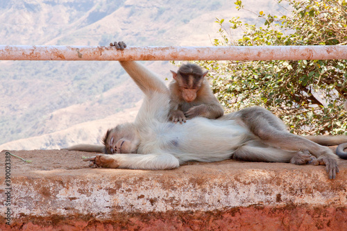 Monkey taking a nap with its child playing nearby photo