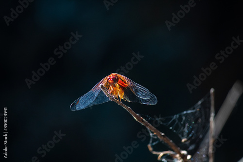 Red dragonfly standing on a branch.