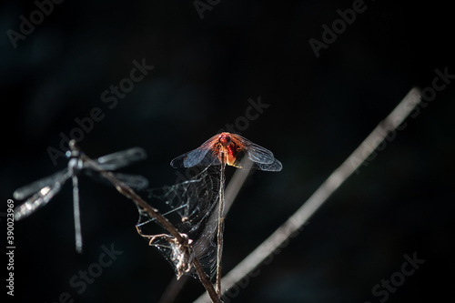 Red dragonfly standing on a branch in front of its friend.
