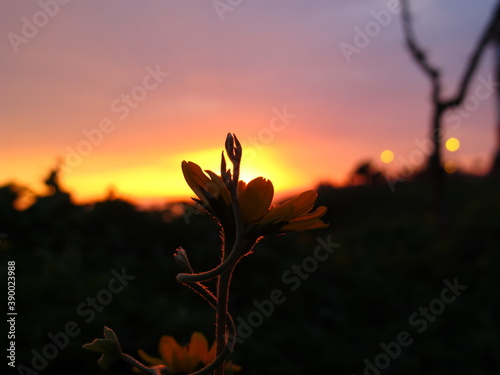 Flower blooming with the sunset behind