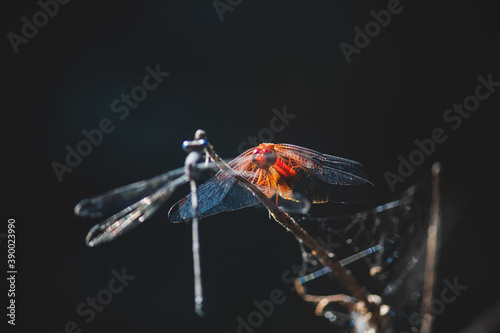 Red dragonfly standing on a branch in front of its friend.