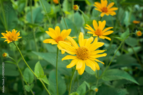 flowers of yellow daisies grow in a flower bed close up