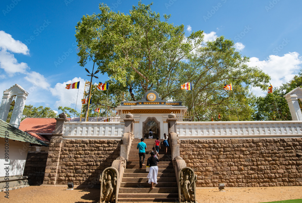 Sri Lanka peoples visiting Jaya Sri Maha Bodhi the oldest living human-planted tree in the world with a known planting date in ancient city of Anuradhapura, Sri Lanka.