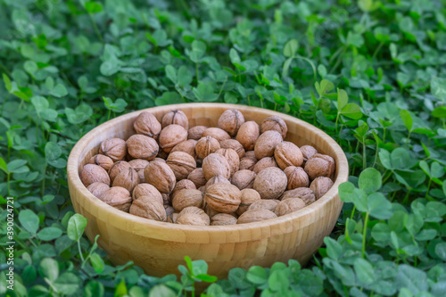 Unpeeled walnuts in a wooden bowl on a green background
