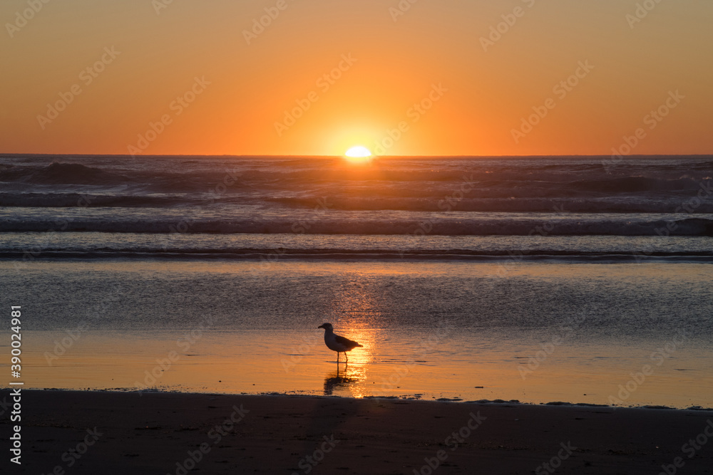A lone gull seen in silhouette walks on a wet sandy beach as the sun falls below the horizon.  Golden light from the sky is reflected in the wet sand in the foreground.