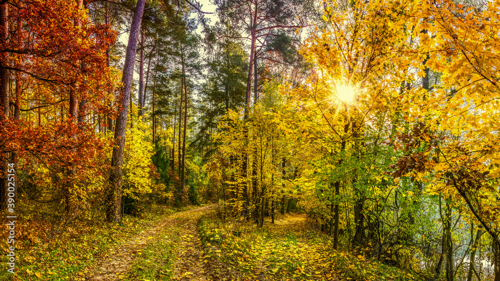 jesień w lesie na Mazurach w północno-wschodniej Polsce
