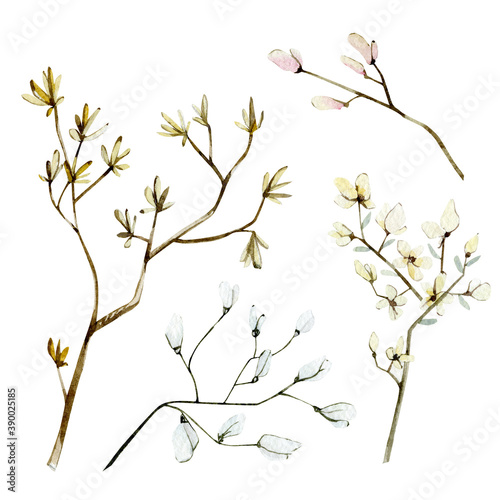 Watercolor dry lunaria branches, twigs with flowers. Botanical floral, autumn plant bouquet. for floral logo, web pages, wedding invitations, greeting cards, postcards, textile design, package design