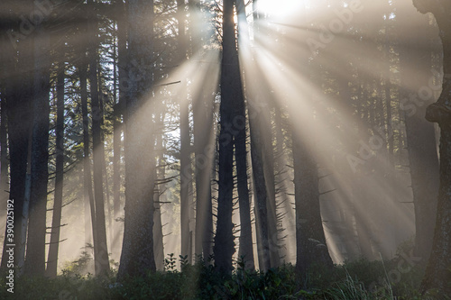 Morning sun rays slant through pine trees and pierce a thick coastal fog.  The trees appear mostly in silhouette.