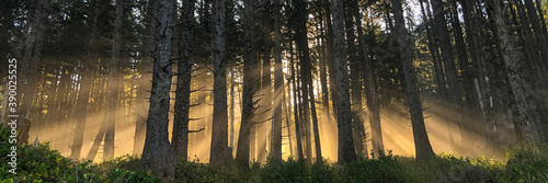 Morning sun rays slant through pine trees and pierce a thick coastal fog.  The trees appear mostly in silhouette.