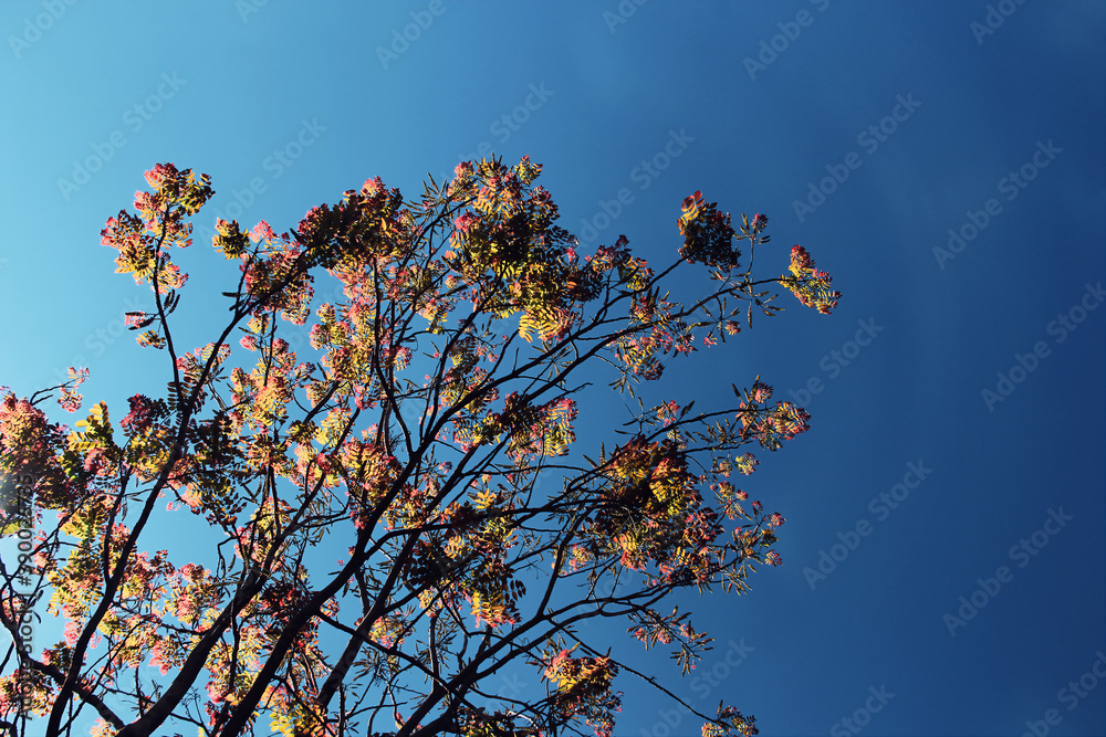 trees branch against blue sky