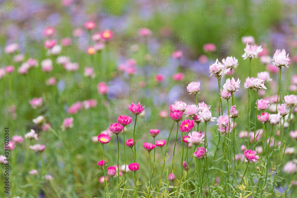 Pink flowers in the field with purple jacaranda petals. 