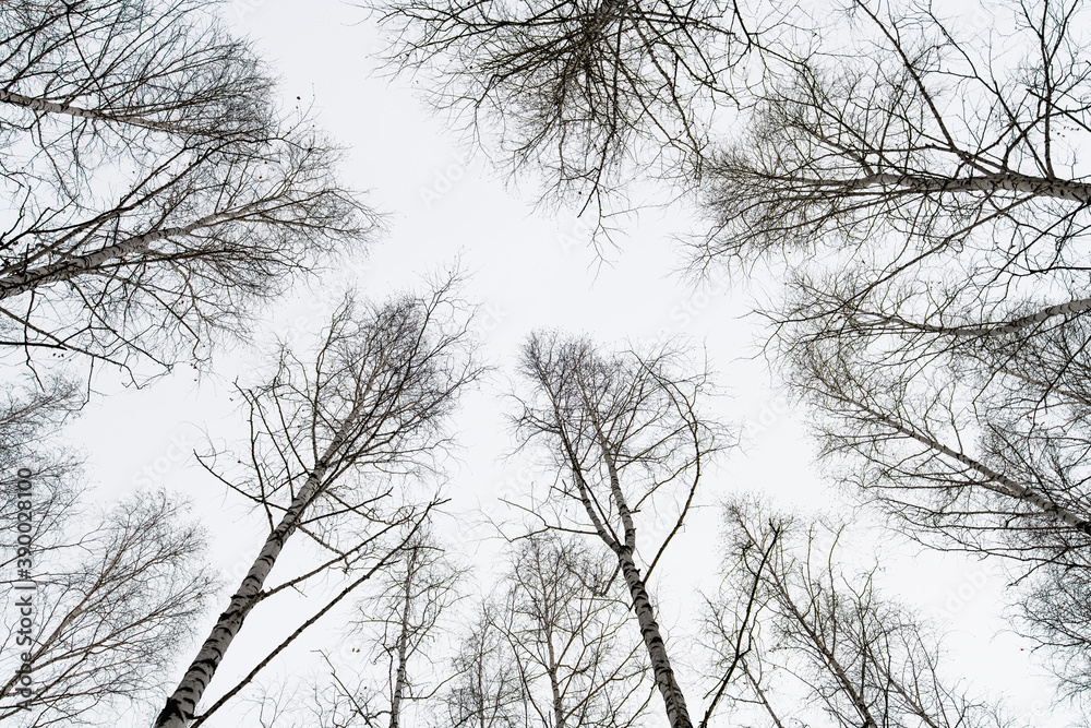 Obraz premium View of the birch trees from the bottom up against a grey, overcast winter sky. Birch trees without leaves in upwardwinter on a gray gloomy day. Vertical photo