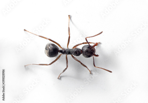 Macro Photo of Black Ant on White Wall