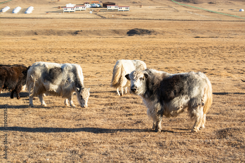 Fototapeta premium Yaks in steppes of Mongolia near Ulaanbaatar city. Mongolian nature, landscape, scenery. Animal husbandry. Agriculture and farm in Mongolia. Tourism, travel in Mongolia. Grazing yaks. Mongolian autumn