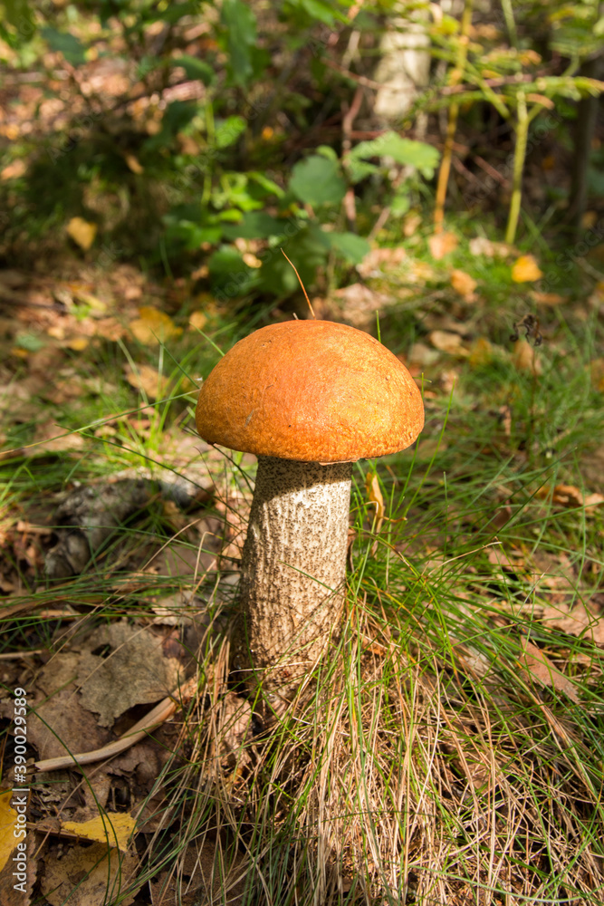 birch bolete (Leccinum scabrum) mushroom, also known as rough-stemmed bolete or scaber stalk in European forest birch bolete (Leccinum scabrum) mushroom, also known as rough-stemmed bolete or scaber stalk in European forest