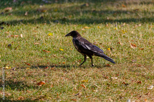 Crow walking on the grass in park © rninov