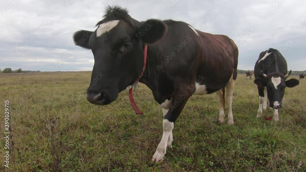 Funny cow looking into the camera with its curious nose. The animal grazes on a green meadow in late autumn Funny cow looking into the camera with its curious nose. The animal grazes on a green meadow in late autumn