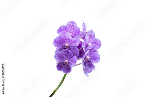 Purple Orchid Vanda flower isolated on white background in cluded clipping path.