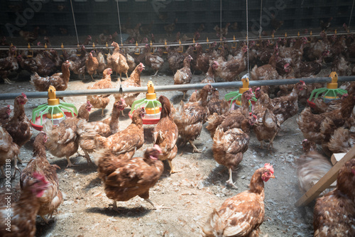 Poultry farm. Lohman brown hen and Indoors chicken farm, chicken feeding.