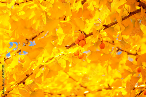 Sunny autumn ginkgo tree background