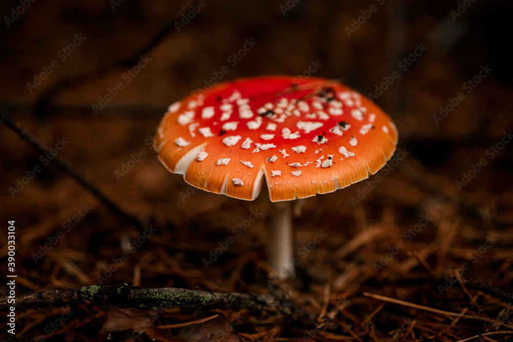 close-up view on poisonous mushroom growing in the autumn forest close-up view on poisonous mushroom growing in the autumn forest