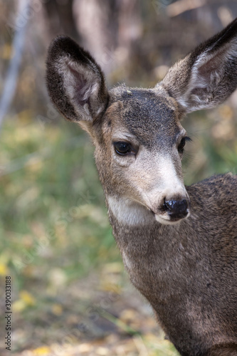 Mule deer