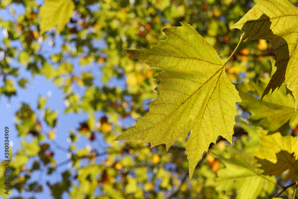 メイプル 紅葉 葉っぱ 秋 メイプル 紅葉 葉っぱ 秋