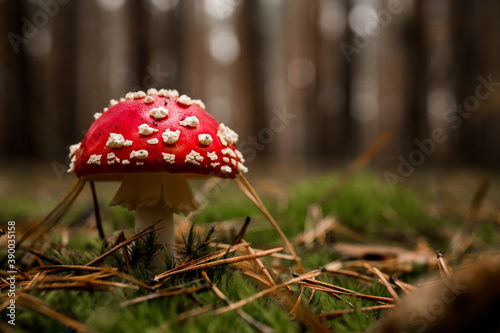 side view of fly agaric grows in the pine forest on green moss