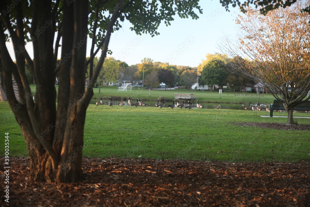 autumn in the park autumn in the park